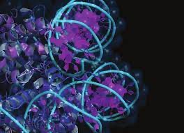 ¿Qué son los factores reguladores de la cromatina?