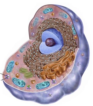 Funciones de mantenimiento celular
