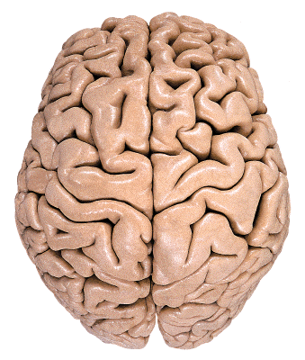 ¿Qué son los surcos o giros cerebrales?