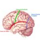 ¿Cómo es la cara superolateral de los hemisferios cerebrales?