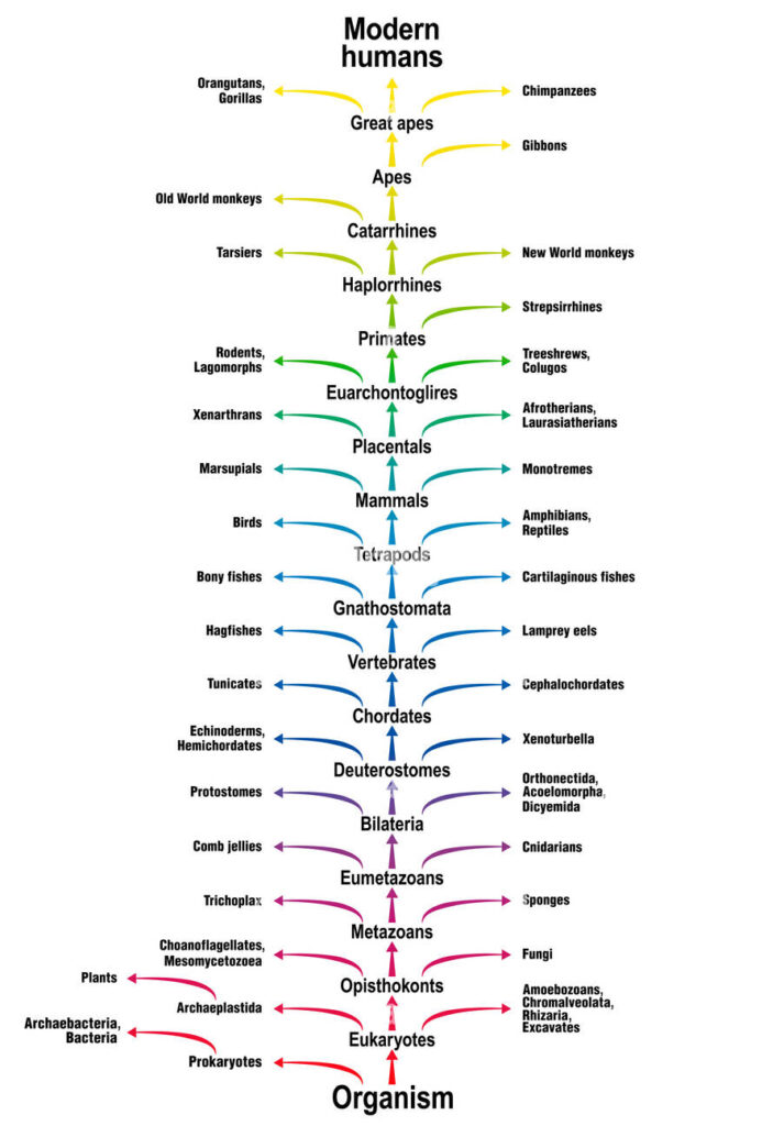 Árbol filogenético de los humanos
