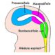 ¿Qué es el proscencéfalo?