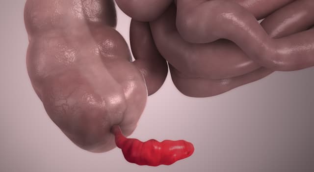 Clasificación histopatológica de la apendicitis