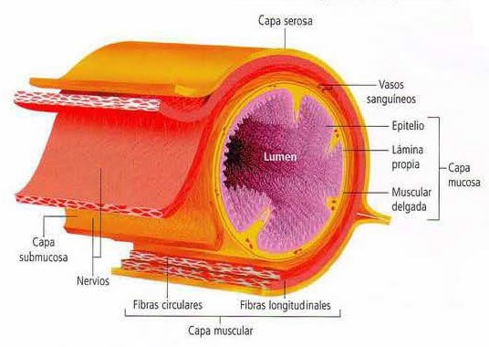 ¿Cuáles son las capas del intestino?