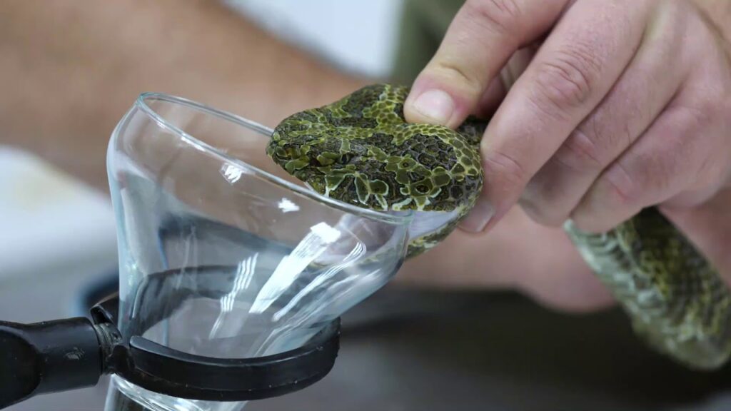 Los organismos como fuente de compuestos farmacológicos