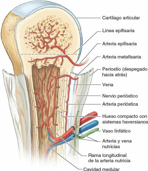 Sistema arterial de los huesos largos