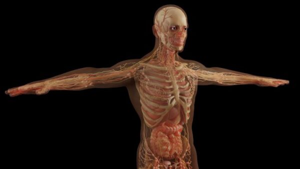 ¿Cuáles son las regiones del cuerpo humano?