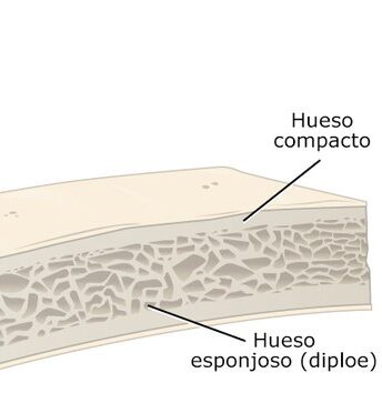 ¿Cómo es la estructura de los huesos planos?