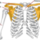 ¿Qué es la cintura pectoral?