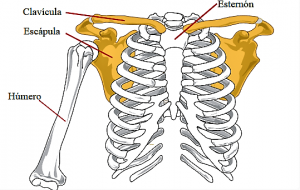 ¿Qué es la cintura pectoral?