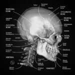 ¿Qué es la anatomía radiológica?