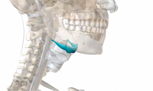 ¿Qué hueso no se encuentra unido al esqueleto?