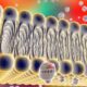 Paso de estradiol y vitamina D por la membrana celular