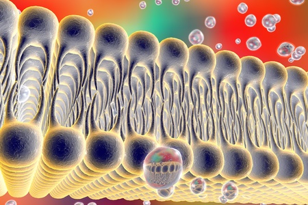 Paso de estradiol y vitamina D por la membrana celular