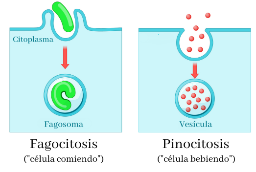 Tipos de endocitosis