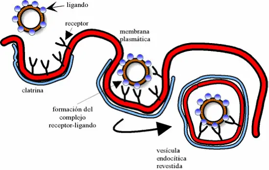 Endocitosis mediada por receptores