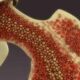 ¿Qué es la cavidad medular de los huesos?