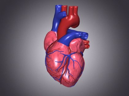 ¿Cuál es el objetivo principal del corazón?