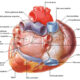 ¿Cuál es la base del corazón?