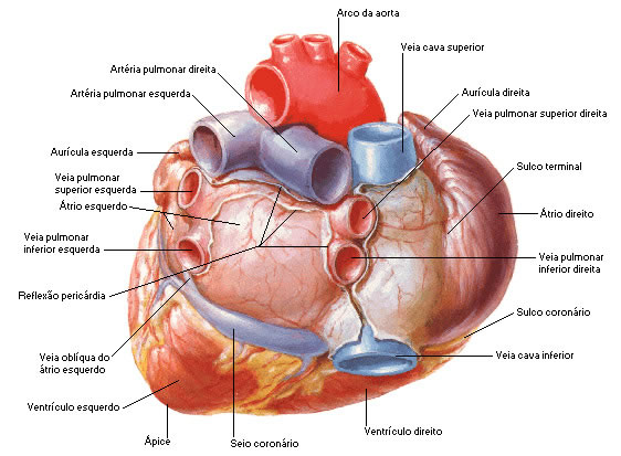 ¿Cuál es la base del corazón?