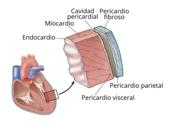 ¿Cuántas capas tienen las paredes del corazón?