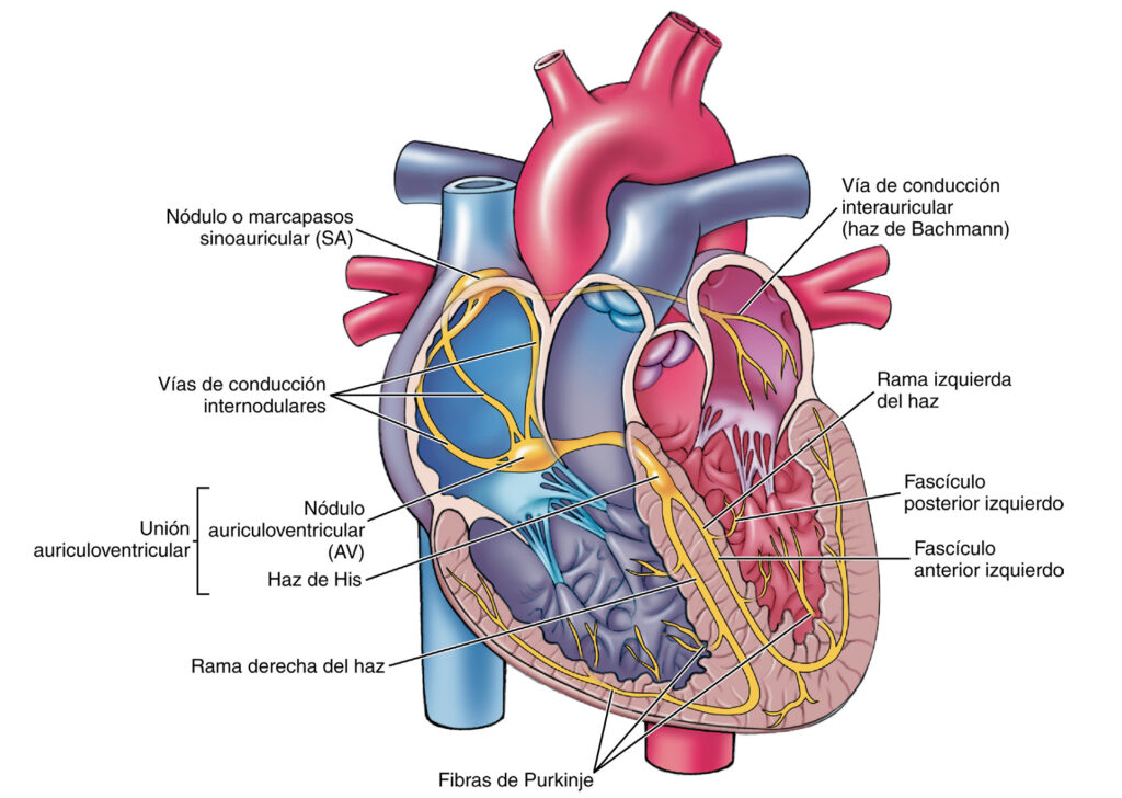 ¿Qué es el sistema His-Purkinje de los ventrículos?