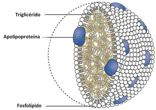 ¿Qué son los quilomicrones?