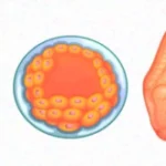 ¿Qué es la anatomía del desarrollo?