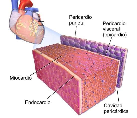 ¿Cómo se divide el miocardio?