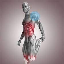 ¿Qué es la anatomía funcional?