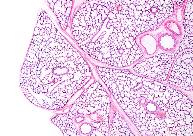 ¿Qué es la anatomía microscópica?
