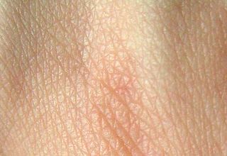 ¿Cuál es el órgano más grande del cuerpo humano?