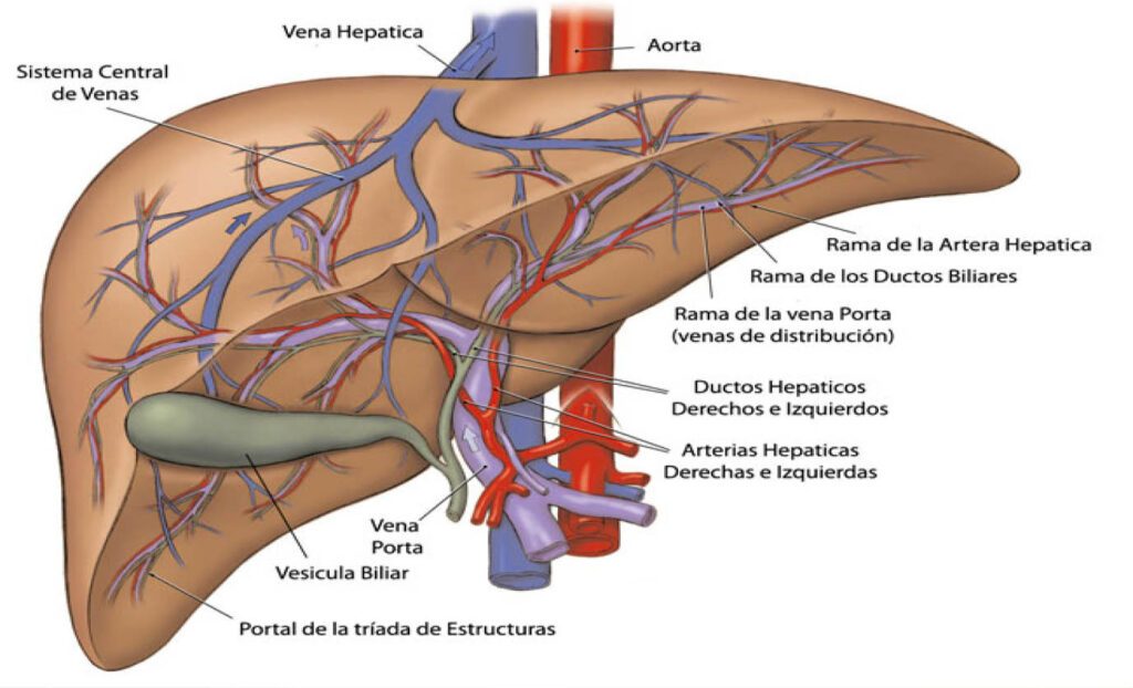 ¿Cómo recibe sangre el hígado?