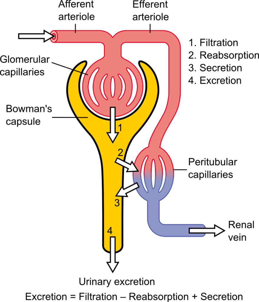 ¿Cuál es la tasa de filtración glomerular normal?