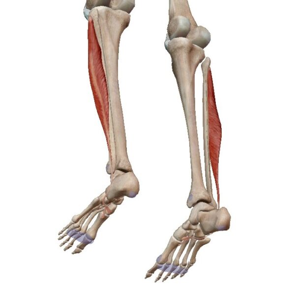 ¿Qué son las inserciones musculares?