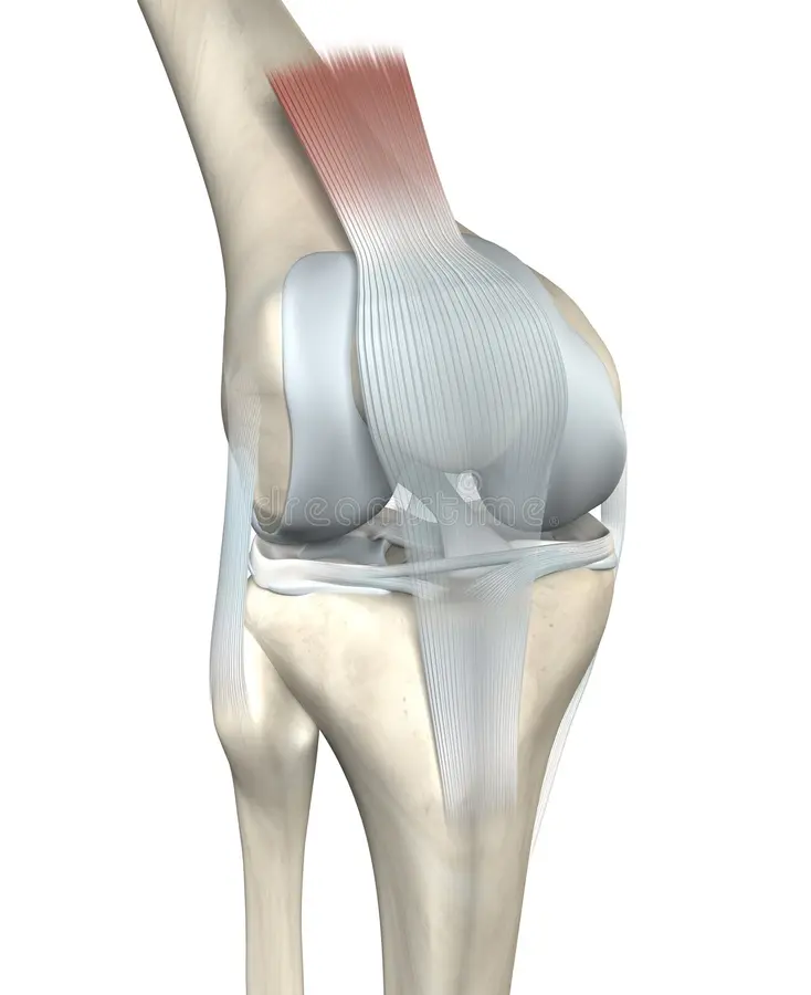 ¿Cuál es la función de la cápsula y ligamentos articulares?