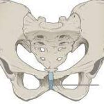 ¿Cuáles son las articulaciones cartilaginosas?