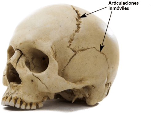 ¿Qué son las sinartrosis?