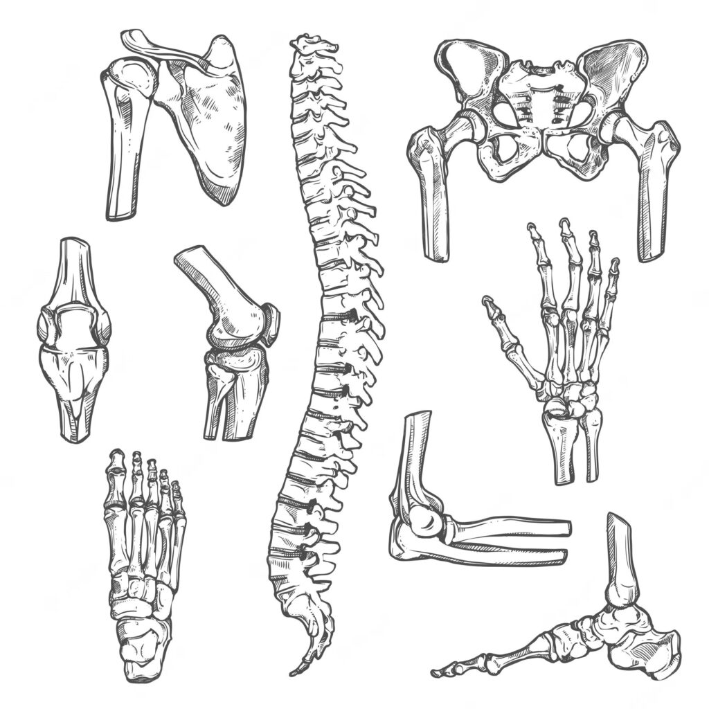 ¿Cómo se clasifican las articulaciones?