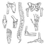 ¿Cómo se clasifican las articulaciones?