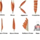 Disposición de las fibras musculares con respecto a sus tendones