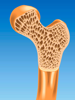 Periodos esenciales de la osteogénesis