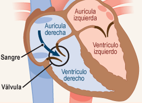 Presion sistólica del ventrículo derecho