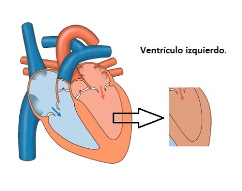 Presión sistólica del ventrículo izquierdo