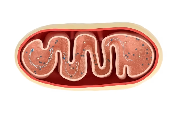Mitocondrias, fundamentales en la supervivencia celular