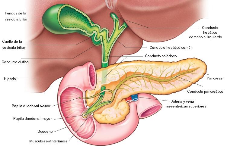 Características de la cabeza del páncreas