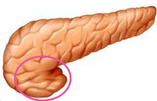 ¿Qué es el páncreas menor de Winslow?