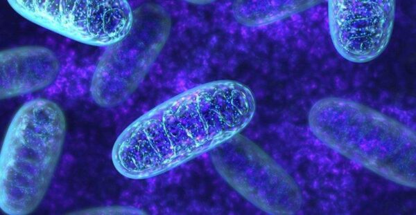 El ADN mitocondrial