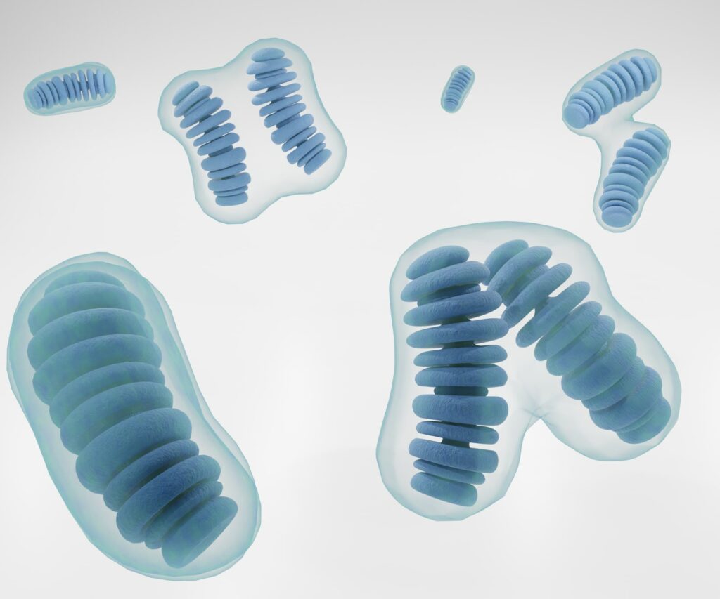 ¿Cuanto viven las mitocondrias?