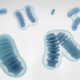 ¿Cuanto viven las mitocondrias?